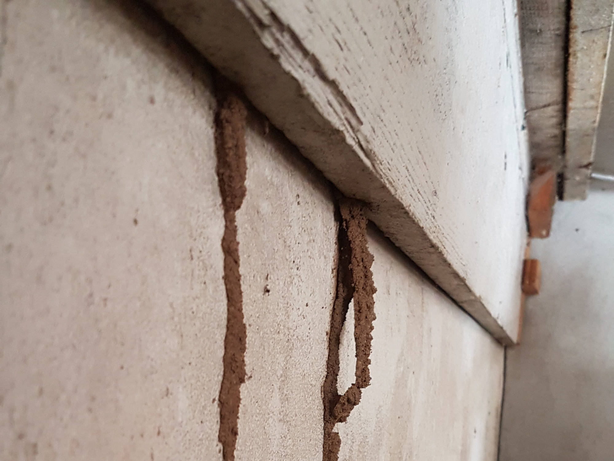 © TERMISER Traitement Trace de termites - cordonnet de termites extérieur 