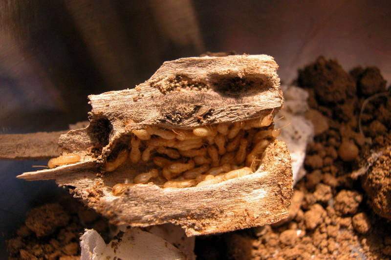 ©TERMISER Traitement chevron attaqué par des termites