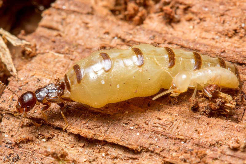 ©TERMISER Traitement termite reine