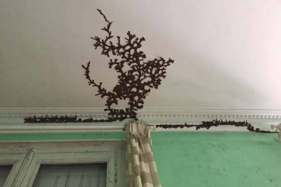 ©TERMISER Traitement termites Cordonnets de termites à l'intérieur d'un Château à Bordeaux
