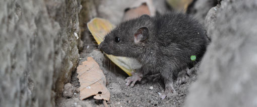 TERMISER Traitement extermine tous les nuisibles, rats, souris, rongeurs