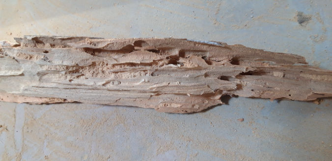 Présence de termites réticulitermes en France