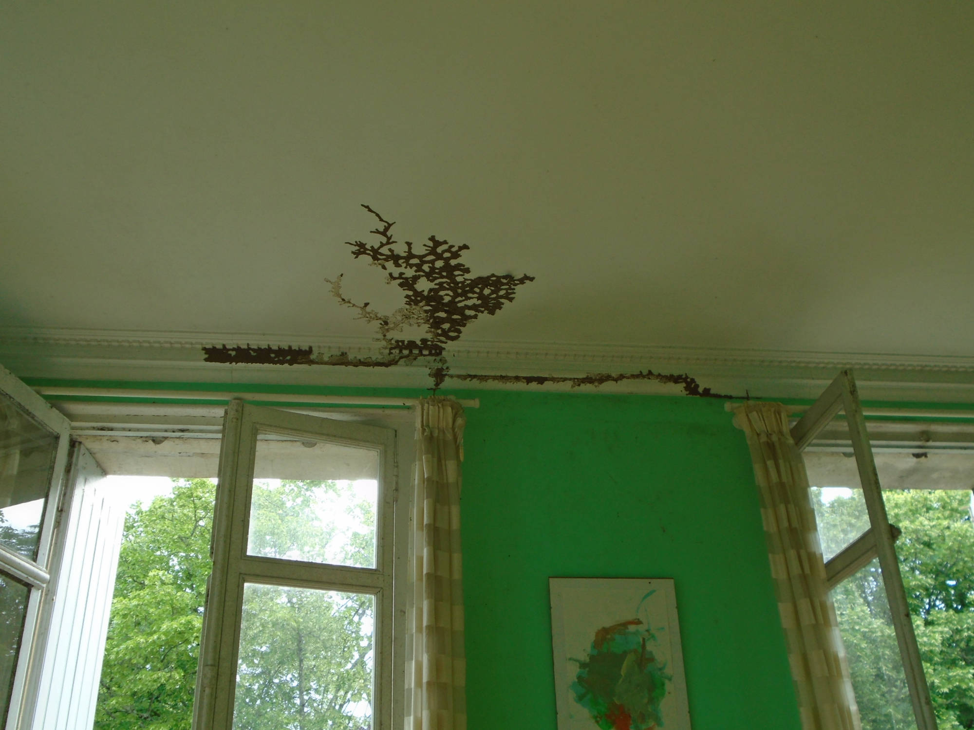© TERMISER Traitement cordonnets de termites intérieur en arborescence