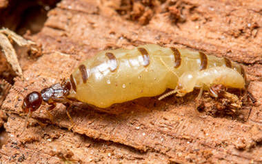 TERMISER Traitement - Reine des termites