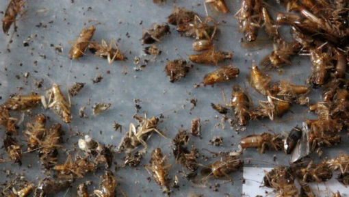 TERMISER Traitement extermine tous les nuisibles en gironde, cafards, blattes, mouches, moustiques, guêpes, frelons
