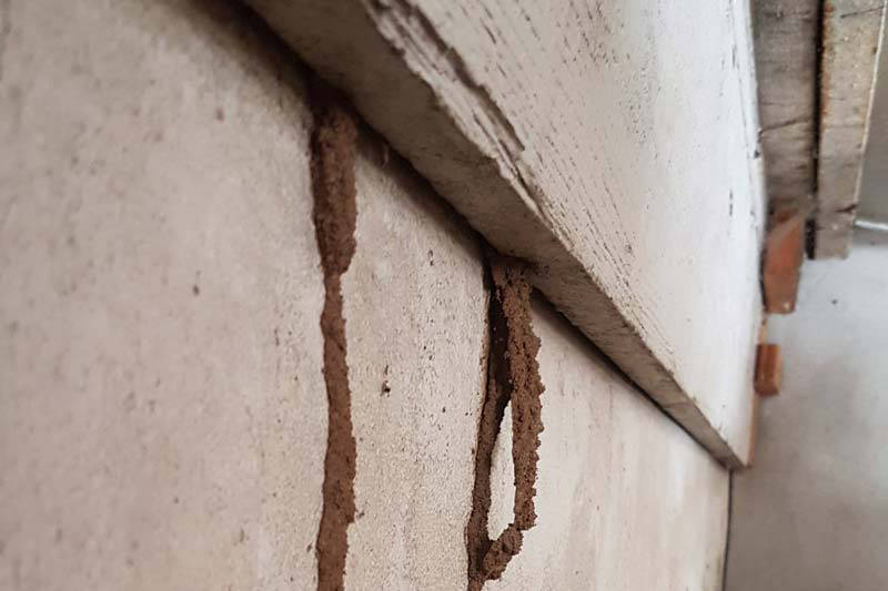 ©TERMISER Traitement Cordonnets de termites à l'extérieur d'une résidence bordelaise