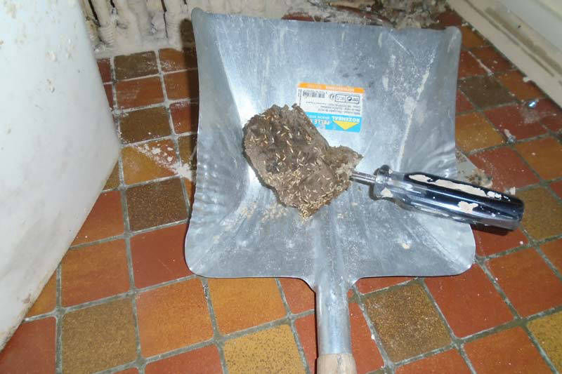 ©TERMISER Traitement Extraction d'un échantillon de bois infesté par des termites sur Bordeaux
