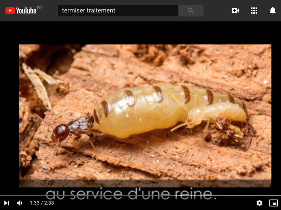 TERMISER Traitement Notre vidéo sur les nuisibles et insectes xylophages : les termites à bordeaux