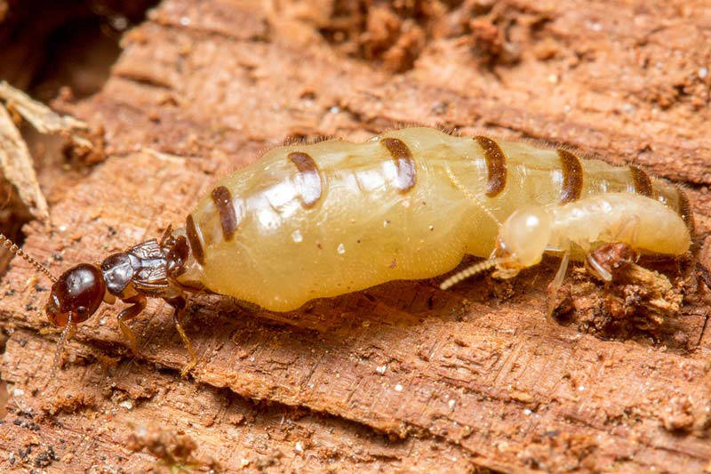 ©TERMISER Traitement termite reine