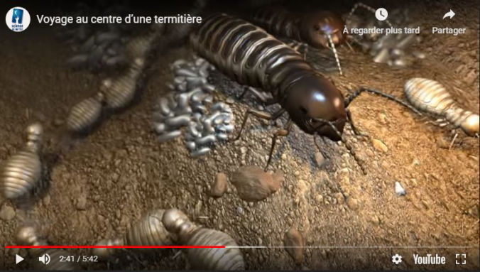 TERMISER Traitement voyage au centre d'une colonie de termites