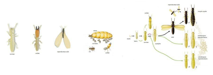 Description et cycle de reproduction des Termites